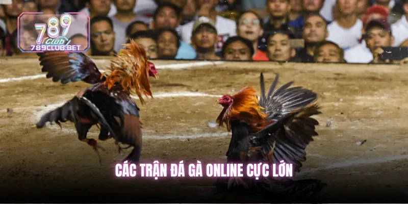 Các trận đá gà online cực lớn