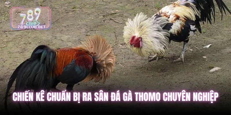 Chiến kê chuẩn bị ra sân đá gà thomo chuyên nghiệp