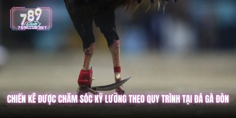 Chiến kê được chăm sóc kỹ lưỡng theo quy trình tại đá gà đòn