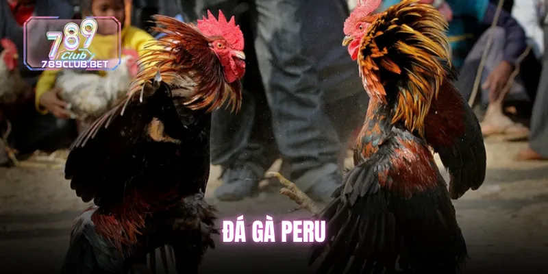 Đá gà Peru cực đẹp