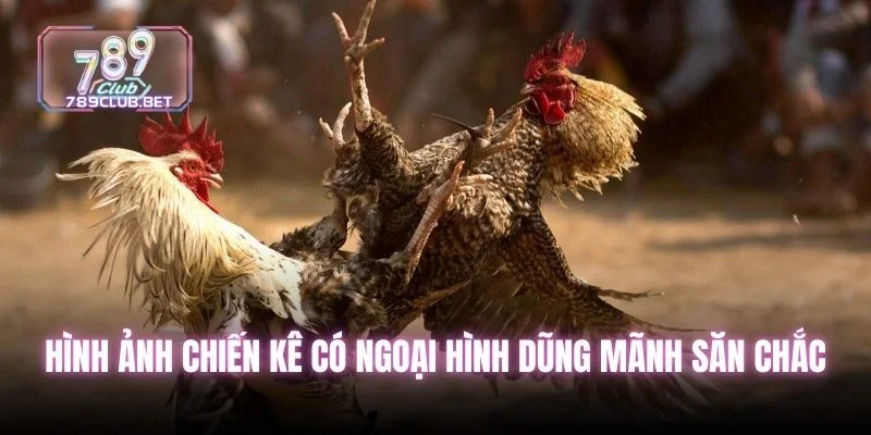 Hình ảnh chiến kê có ngoại hình dũng mãnh săn chắc