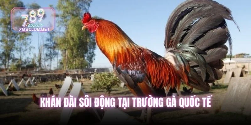 Khán đài sôi động tại trường gà quốc tế
