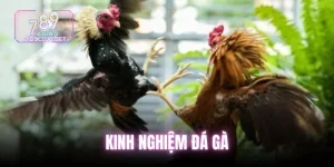 kinh-nghiem-da-ga (2)