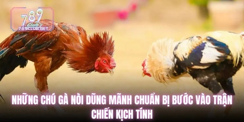 Những chú gà nòi dũng mãnh bước vào trận chiến kịch tính