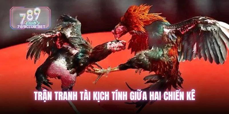 Trận tranh tài kịch tính giữa hai chiến kê