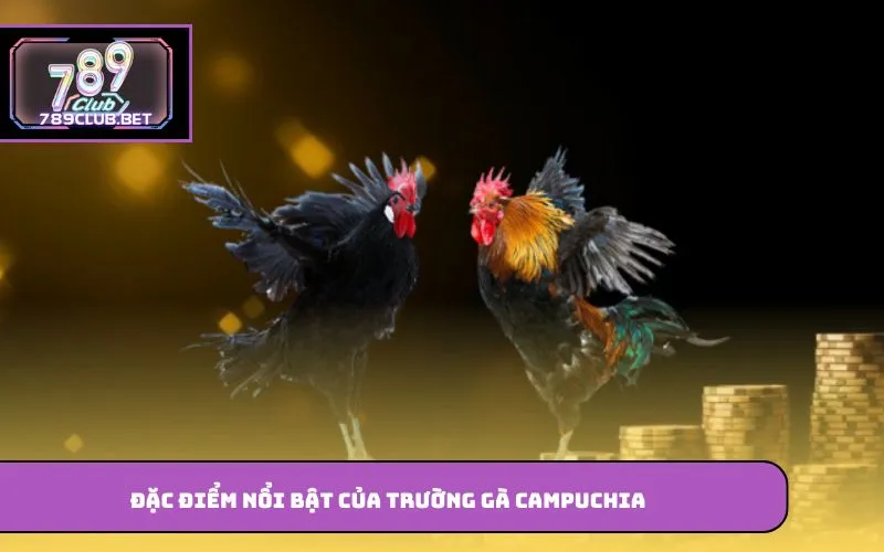 Đặc điểm nổi bật của trường gà Campuchia
