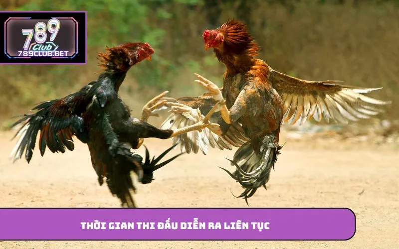 Thời gian thi đấu diễn ra liên tục