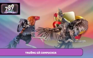 Trường gà Campuchia